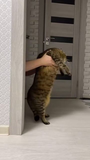 Ему лень даже сопротивлятся