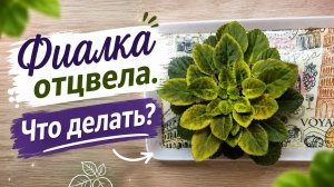 Фиалка отцвела. Что делать?