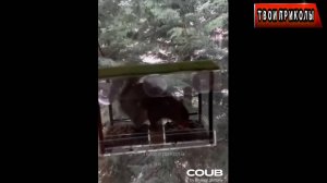 ✅ Я РЖАЛ ДО СЛЁЗ, СМЕШНЫЕ ПРИКОЛЫ 2026, СБОРНИК ПРИКОЛОВ, ЛУЧШИЕ ПРИКОЛЫ, С ДЕВУШКАМИ, С КОТАМИ