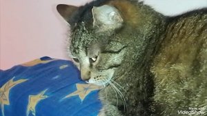 Мариуполь 🐈🐈🐈🐈🖥️