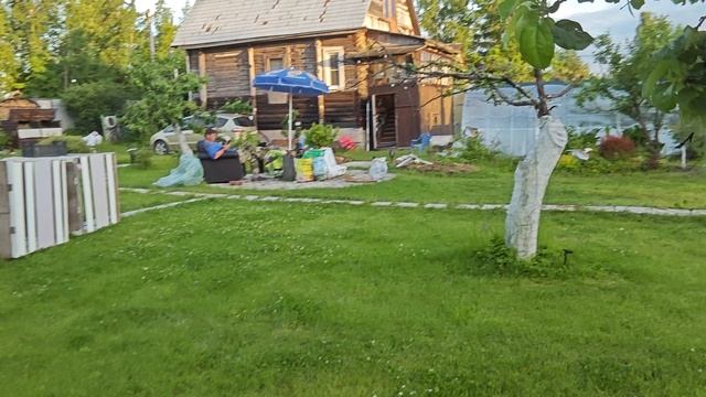 29-06-2026.Дача..Очистили газон от мусора.Кабачки наливаются.(20.06.-21.06.26)
