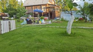 29-06-2026.Дача..Очистили газон от мусора.Кабачки наливаются.(20.06.-21.06.26)