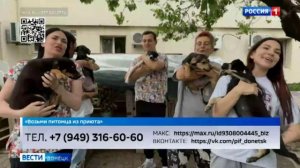 Возьми питомца из приюта