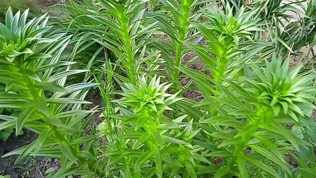 Какую почву любят лилии по кислотности в зависимости от сорта
