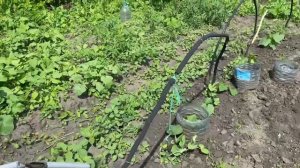 привожу клубнику в порядок 2 часть