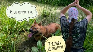 Идём на летние Боброкурвенные болота с Псом Кубиком и Машей. Почему я не хожу в дальние дали летом?