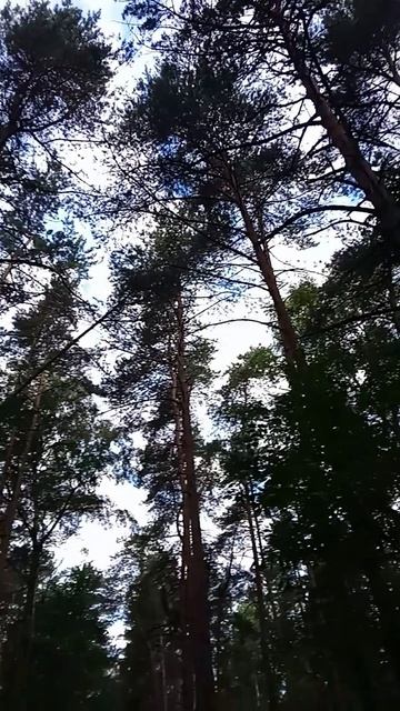 #shortsviral  24.06.26 #Лес  #Котельники #Москва #2026 #new #недвижимость  #top #viral 