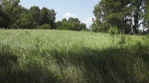 Сбор лесной ягоды. Очень жарко.