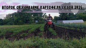 Второе окучивание картофеля под мотоблок сезон 2026!