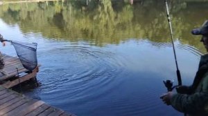 Карп на червя