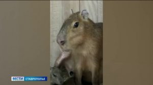 Три детёныша капибары появились на свет на экоферме в Ставропольском крае