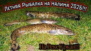 Уловистая Рыбалка на Налима! На реке! Лето 2026!!!