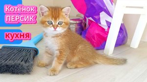 КОТЁНОК ПЕРСИК кухня