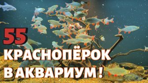 55 КРАСНОПЁРОК В АКВАРИУМ !