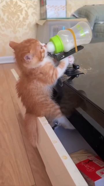 Кормёжка котёнка