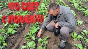 ТАБАК потребовал РУЧНОЙ ПРОПОЛКИ и ОКУЧИВАНИЯ. ОГУРЦЫ срочно требуют ПОДВЯЗКИ. Как все успеть. Наша