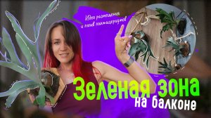 💚 Новая зелёная зона на балконе | размещение и уход за платицериумами