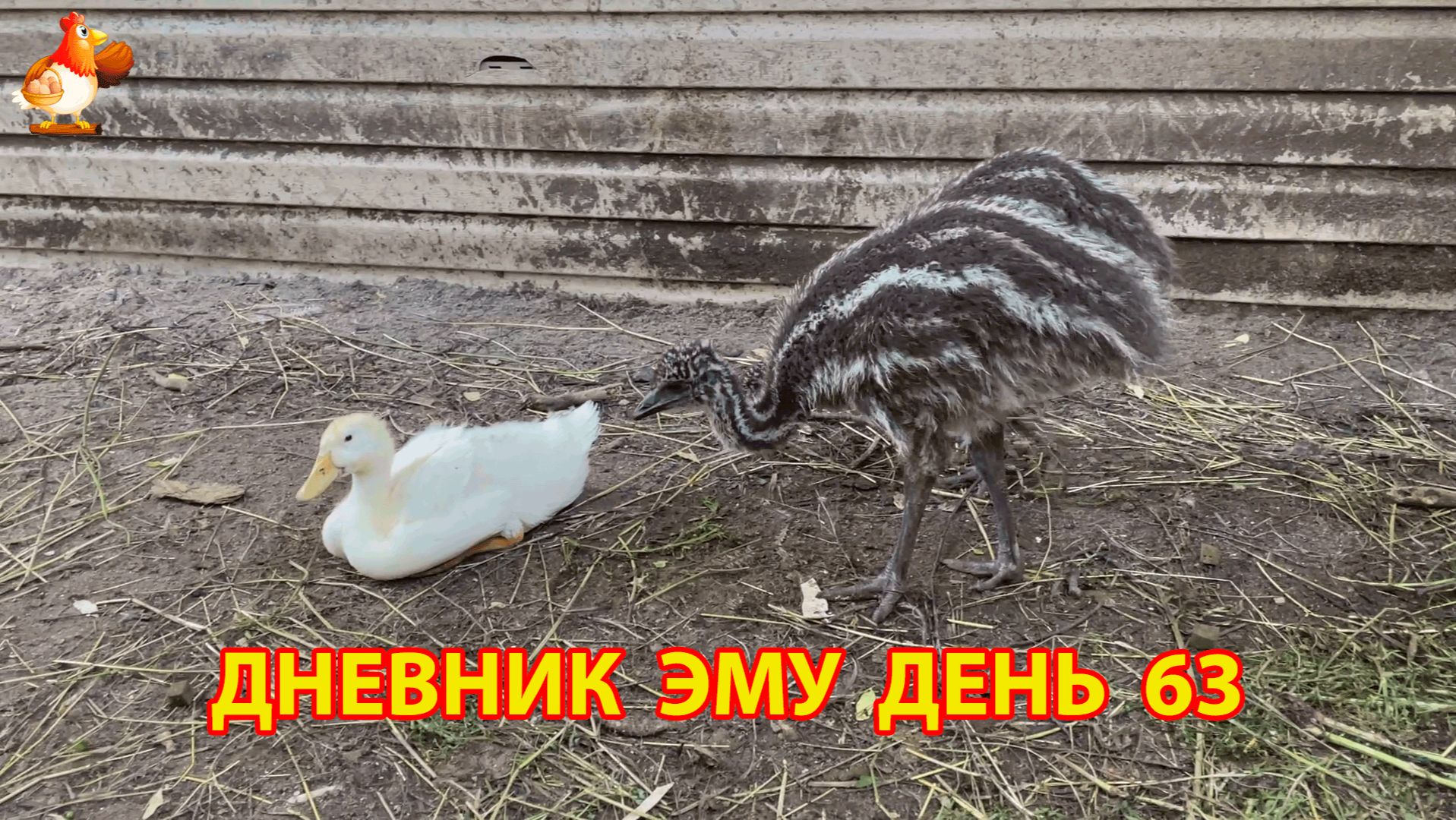 Дневник страусят Эму день 63 смотреть онлайн
