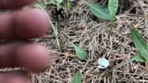 Проверка грибов 21.06.2026