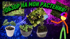 🪴🌱ОБЗОР НА МОИ РАССТЕНИЯ!!!🌱🪴