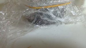 У меня живёт матка садовых муравьёв, часть (2)