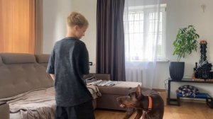 Дрессировка добермана без соплей: как сделать реально управляемую собаку