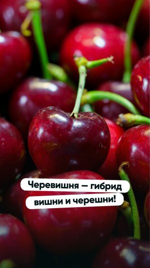 Черевишня — гибрид вишни и черешни!