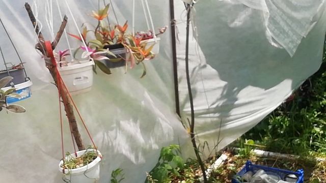 Спонтанная пробежка по цветочной дорожке к цветочному домику смотреть онлайн