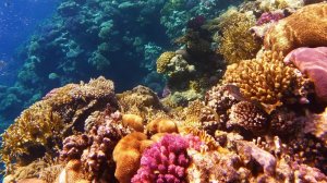 Красное море съёмка под водой