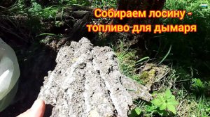 Собираем лосину - топливо для дымаря