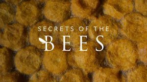 Секреты пчел - 1 серия (2026) / Secrets of the Bees