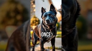 «Она была просто одинокой уличной кошкой, пока ее не нашла Надежда 🐾💛 # История эмоционального