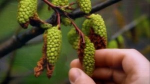 СЕРЁЖКА ОЛЬХОВАЯ