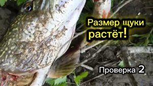 Размер щуки растёт! Жерлицы.