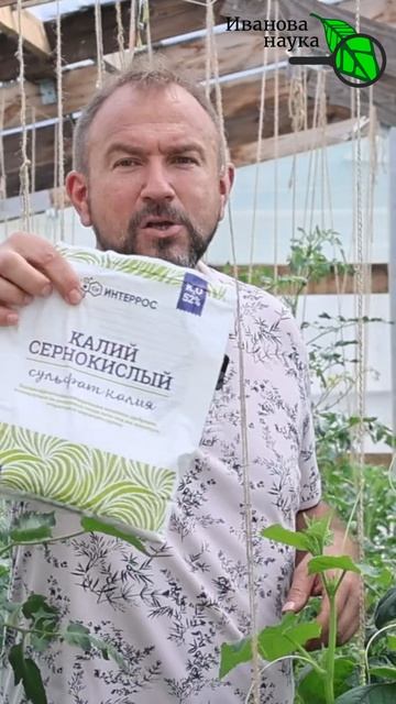 🌶️ ПЕРЕЦ НАЛИВАЕТСЯ! Самая ПРОСТАЯ подкормка для толстого, сочного и сладкого перца!
