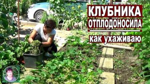 Что делать с клубникой после плодоношения: подкормка, обрезка и уход для урожая следующего года