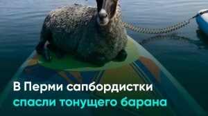 В Перми сапбордистки спасли тонущего барана