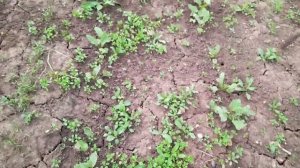 Сняла первые помидоры с куста.