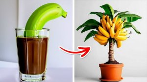 Как вырастить фрукты и овощи дома