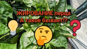ЖИРОВАНИЕ перца. А такое бывает!?