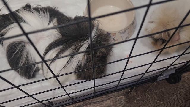 Уход и содержание морских свинок в квартире