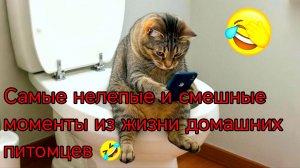Когда никто не просил быть звездой: самые нелепые и смешные моменты из жизни домашних питомцев 🤣