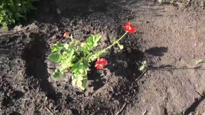 Зацвели многолетние алые цветы - гравилат и лихнис, 24 июня.