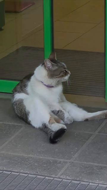 😼 Фейсконтроль на входе в Пятёрочку смотреть онлайн