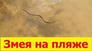 1246, 14.06.2021, змея, уж плывёт, в камышах, в тростнике, у берега, на пляже, Орёл, озеро Светлая ж