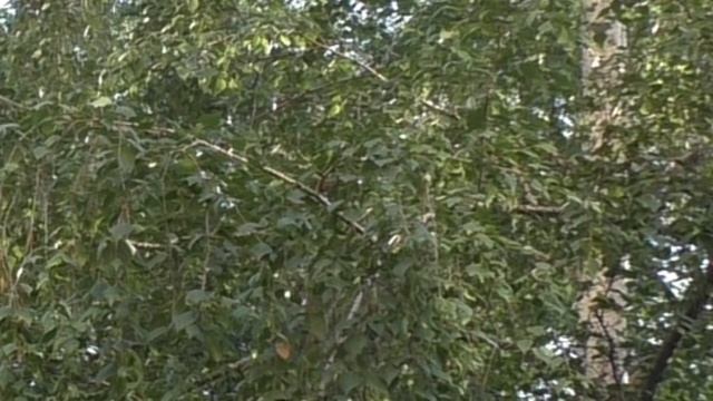 3 смотреть онлайн