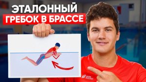 Техника плавания брассом / Идеальный гребок в брассе / Школа плавания Swim Rocket