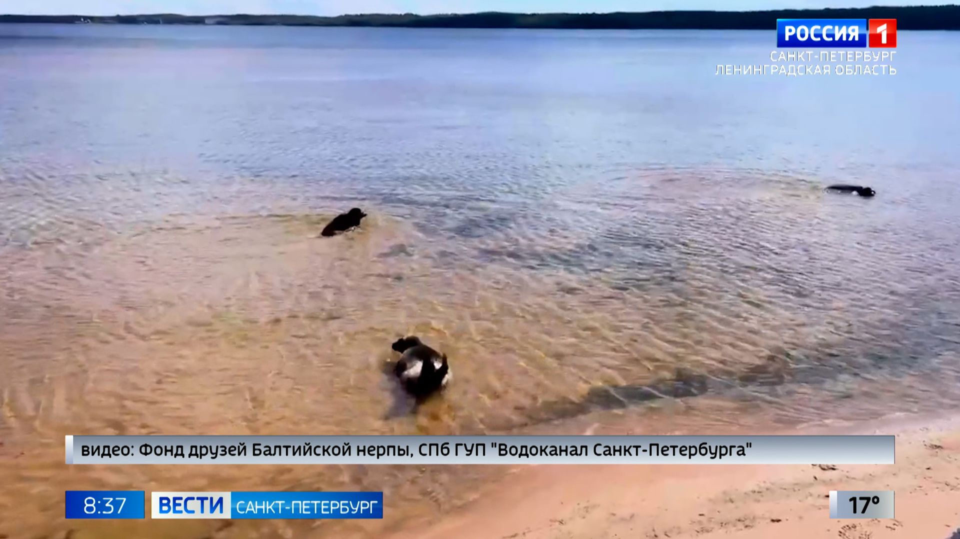 Вести Санкт-Петербург. Выпуск 08.35 от 24.06.2026