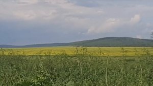 Кровопийцы.Сезон земляники закрыт! ,,Горшочек не вари! Зелёное и румяное масло.