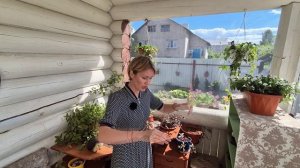 КУПИЛА НОВЫЕ РАСТЕНИЯ ДЛЯ ЦВЕТНИКА.